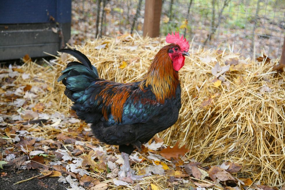 Where To Buy Chickens