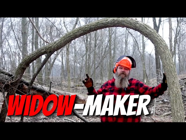 Taming SPRING POLE Widow-Makers for a Safer Timber Harvest