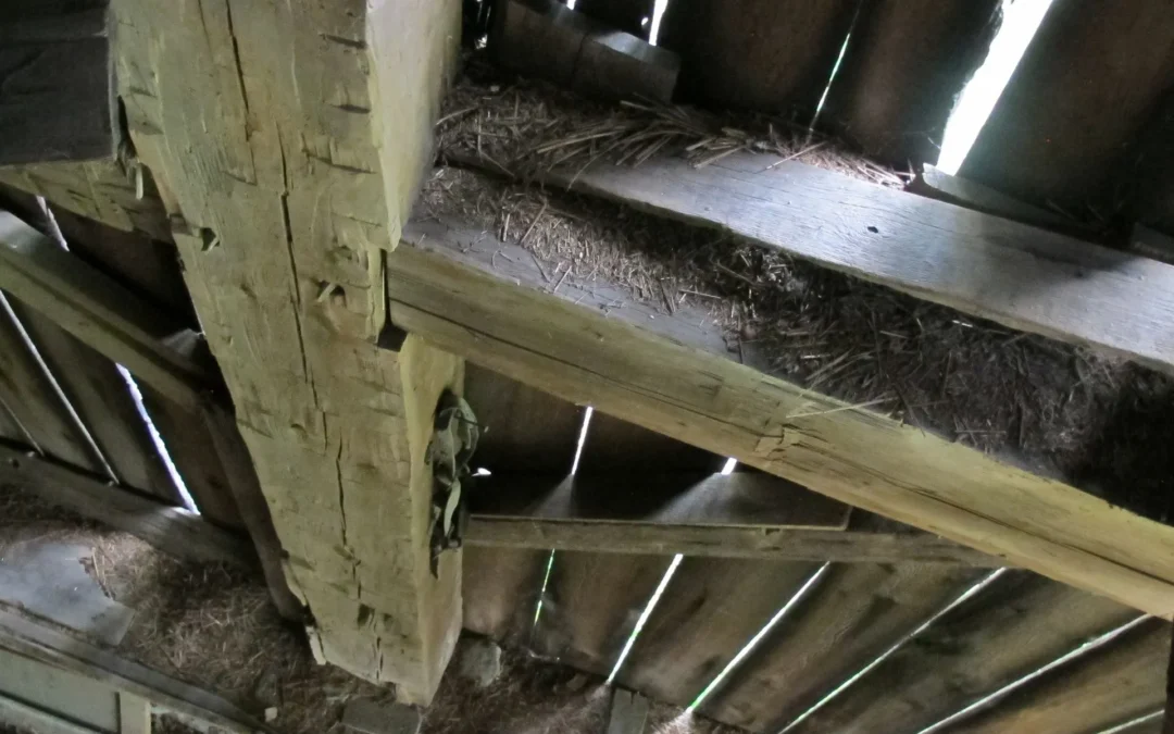 Old-growth Pine Barn Frame (141)