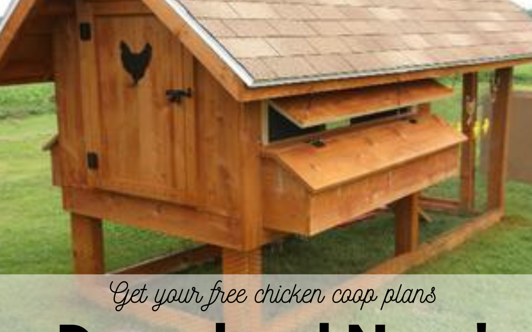 Best Chicken Feed